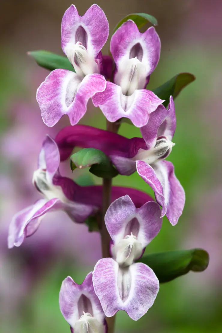 Hohlknolliger Lerchensporn (Corydalis cava)